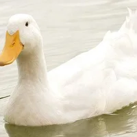 白鸭